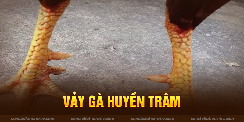 Vảy Gà Huyền Trâm Và Cách Xem Để Lựa Chọn Chiến Kê Nổi Bật