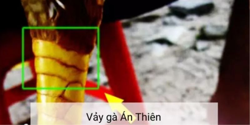 Thế nào là vảy gà Án Thiên?