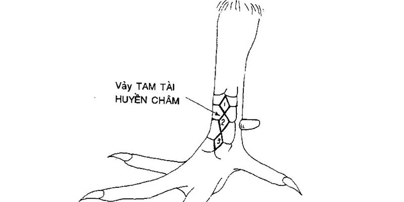 Vảy gà huyền trâm tam tài cực kỳ quý hiếm