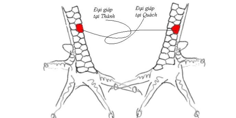 Vảy gà tứ quý phủ địa ở cả 2 chân liệu có tốt không?