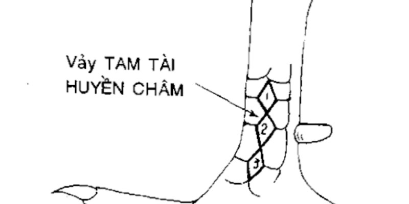 Mô phỏng chân gà tam tài huyền trâm