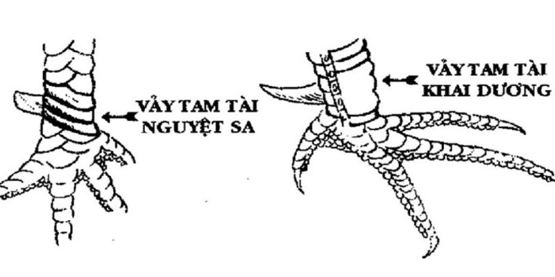 Chân gà tam tài nguyệt sa và khai dương