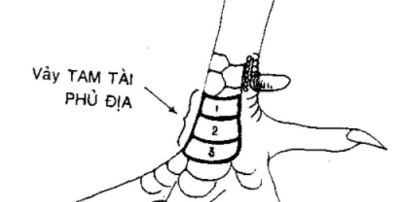 Chân gà tam tài phủ địa