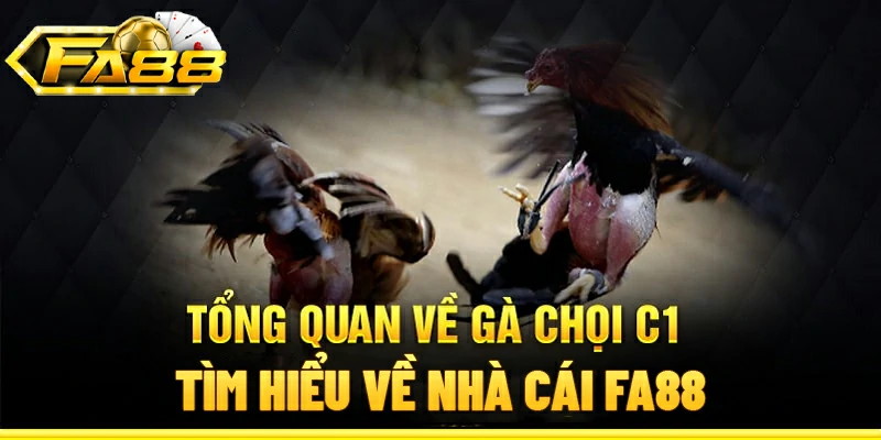 Tìm hiểu về gà chọi C1