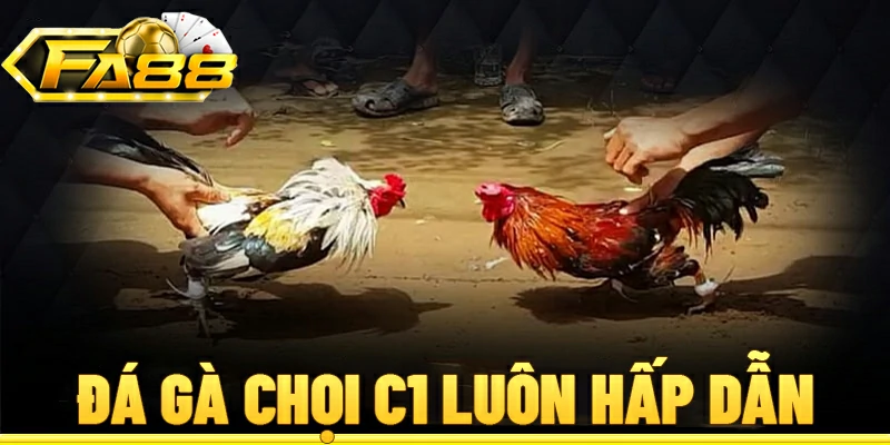 Lý do đá gà chọi C1 luôn hấp dẫn nhiều người chơi